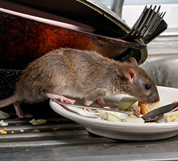 rat on dinner plate